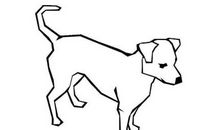 属狗的今年多大2021年几岁 牛年属狗年龄对照表