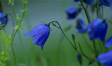 1945年的生肖何时好运(图文)