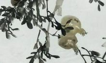 2020庚子鼠年2月2号出生的人性格命运解析，五行八字查询