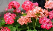 运势反转，横财大赚的生肖，11月下旬家门祥福飘红，钞票赚不尽