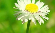 一月上旬财星高照，富贵亨通，苦尽甘来的四生肖