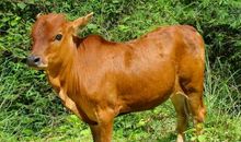 2021年生宝宝几月份好,牛年适合生宝宝的生肖