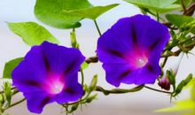 生肖属龙的女人2020年贵人运，受三台星影响，小幅波动