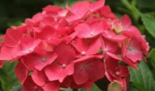 11月喜鹊门前叫，财运更好的生肖，掉进聚宝盆，富贵挡不住