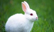 生肖兔和生肖牛的合财吗？