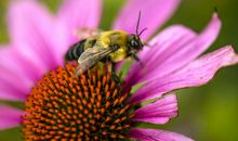 20年将会好运连连的生肖，3个生肖是明年的贵人！