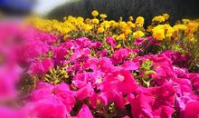 本周2.8-2.14桃花最旺的四个星座：情人节前