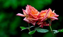 15.16号喜事到，财运滚滚，财源广进，有一大笔横财的3属相