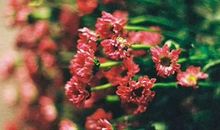 2020年农历八月,九月和十月生肖属蛇和生肖属猪订婚黄道吉日