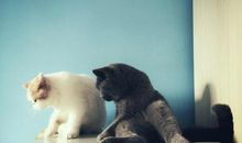 这些生肖超级抗拒姐弟恋！