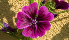 让男人死心塌地的三大生肖，婚后依旧魅力十足，十分令人着迷