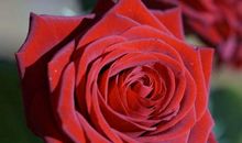 年底前发展顺顺顺，生活吉祥如意的生肖，财气兴旺，喜成大富豪