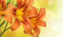 女人是三大生肖，命中带金，非常旺夫