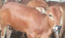 2021年本命年有什么讲究吗?牛年本命有什么忌讳