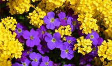 1996年的生肖何时好运(图文)