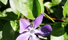 11月底顺利走上发财道路的生肖，霉运不见，人旺财旺，收获丰厚