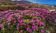 1月中旬开始，鸿运当头，喜上眉梢，好消息不断的4大星座！