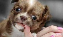 梦见狗咬我是什么意思