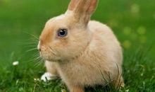 生肖兔和生肖蛇的合财吗？