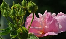 未来两年财神宠上天，钱财不缺，横财大发，财富抱回家的四属相