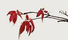 生肖属狗妈妈和生肖属狗爸爸2020年适合生宝宝吗，性格好吗？