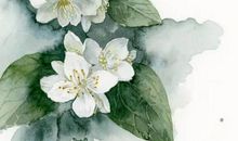 生肖属龙的爸爸和什么生肖属相的孩子是六合，辰龙和酉鸡是六合