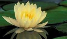 狮子座有哪些让人忍受不了的点？