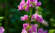 明年注定高人一等的生肖，贵人入命，要赚大钱，天天数钱数不尽