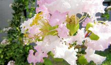 摩羯座被人嫌弃的原因有哪些？