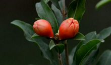 11月之内福运大涨，添福添喜，天降横财如雨下的生肖，不发都难