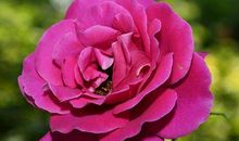 未来3年福气满满， 生活富足的生肖，日后富贵满堂，福禄双全