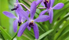 明天起，大富大贵遇大喜，喜事主动找上门，彩票100%中大奖，百事大吉三属相