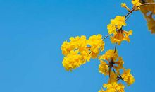 十二生肖5月运势-本月满星好运生肖多