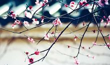 属猴的人2020年5月运势如何