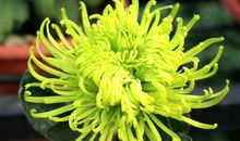 4属相11月初，金玉满堂富贵来，旺运引导姻缘，生活越过越好