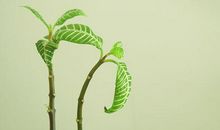 属龙的人2020年5月运势如何