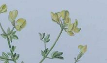 2020年2月狮子座运势好不好，注意防小人