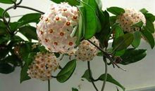 属猪人运势：2020年9月份运势