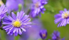 15号喜、16号顺，偏财袭来，3属相横财大赚不停，难逃富贵命