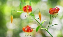 生肖猴女：天生“凤凰命”，娶回家旺夫益子，有福气