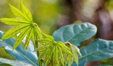 11月中旬改变自己，破土而出，成为佼佼者的星座