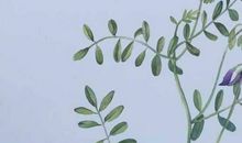 2020年2月巨蟹座运势好不好，事业运如何呢