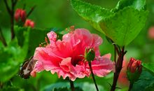 下周开始财运吉星出现，接财神，迎贵人，横财运势旺如火的四属相