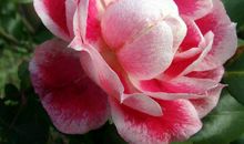 最近8天喜鹊报大喜遇真爱，横财大奖追着跑，喜迎八方鸿运的生肖