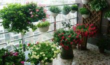 原创 重庆著名风水大师陈叁悟讲假花的风水布局