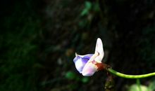 11月22号开始天赐大吉兆，财运广万事兴，财路数不清的四属相