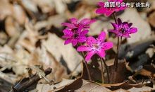 生肖羊：4月中旬开始，得吉运照耀，事业一帆风顺，财运一路高涨