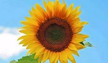 11月起富贵无忧，富贵近身的四大生肖，成为豪门望族