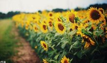 生肖鸡女：天生好命，再懒也永远不会被老公抛弃