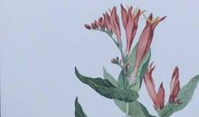 2020年2月双子座运势好不好，事业运怎么样